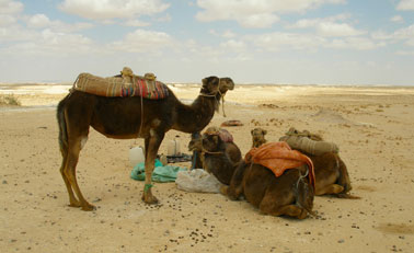 Sinai desert package